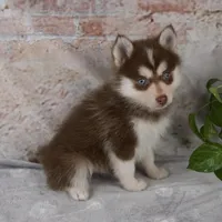 Grant, a male Pomsky for sale in Fresno, OH – Photo 6 of 8