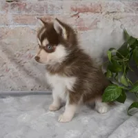 Grant, a male Pomsky for sale in Fresno, OH – Photo 3 of 8