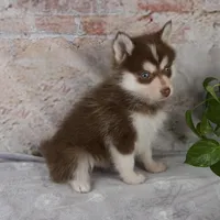 Grant, a male Pomsky for sale in Fresno, OH – Photo 5 of 8