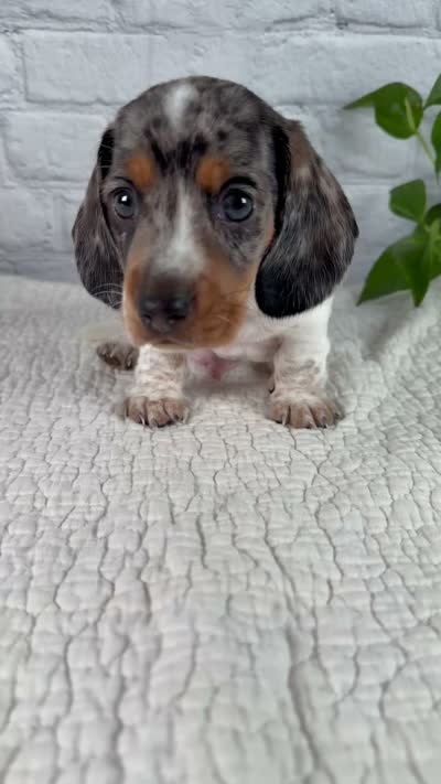 Hans, a male Miniature Dachshund for sale in Fresno, OH – 8 of 8