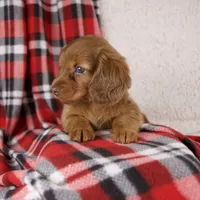Elvis, a male Miniature Dachshund for sale in Fresno, OH – 7 of 8