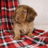 Evan, a male Miniature Dachshund for sale in Fresno, OH – 4 of 9