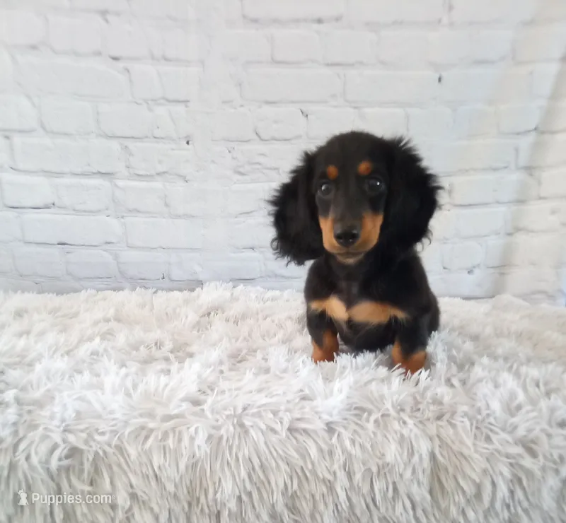 Murphy – Miniature Dachshund puppy for sale in Fresno, OH