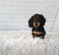 Murphy, a male Miniature Dachshund for sale in Fresno, OH – 1 of 1