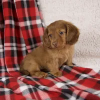 Elise, a female Miniature Dachshund for sale in Fresno, OH – 7 of 9