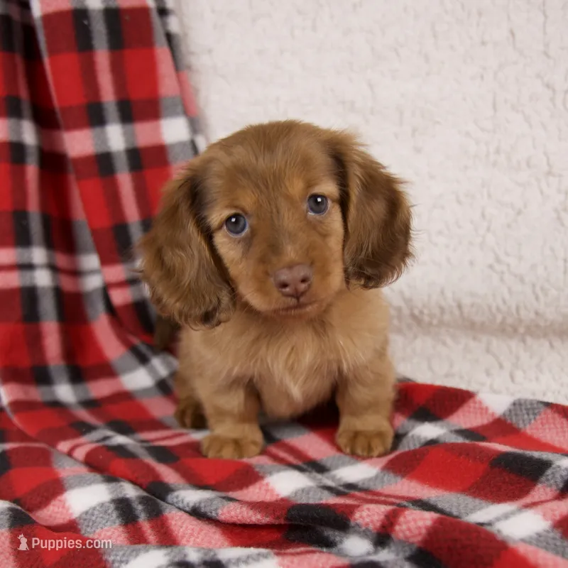 Elise – Miniature Dachshund puppy for sale in Fresno, OH