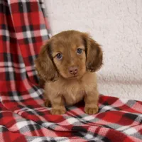 Elise, a female Miniature Dachshund for sale in Fresno, OH – 1 of 9