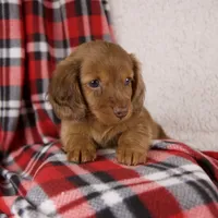 Elvis, a male Miniature Dachshund for sale in Fresno, OH – 4 of 8