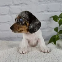 Hazel, a female Miniature Dachshund for sale in Fresno, OH – 5 of 9