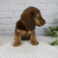 Benny, a male Miniature Dachshund for sale in Fresno, OH – Photo 7 of 7