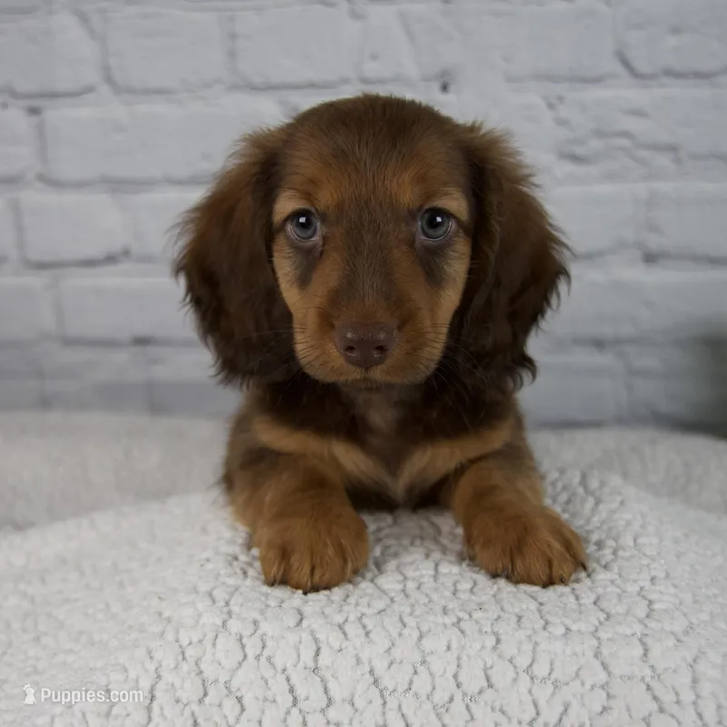 Benny – Miniature Dachshund puppy for sale in Fresno, OH