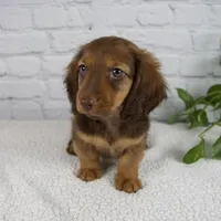 Benny, a male Miniature Dachshund for sale in Fresno, OH – Photo 5 of 7