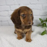 Benny, a male Miniature Dachshund for sale in Fresno, OH – Photo 6 of 7