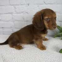 Benny, a male Miniature Dachshund for sale in Fresno, OH – Photo 3 of 7