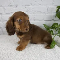 Benny, a male Miniature Dachshund for sale in Fresno, OH – Photo 2 of 7