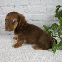 Benny, a male Miniature Dachshund for sale in Fresno, OH – Photo 4 of 7