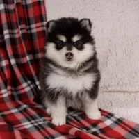 Jane, a female Pomsky for sale in Fresno, OH – Photo 4 of 6