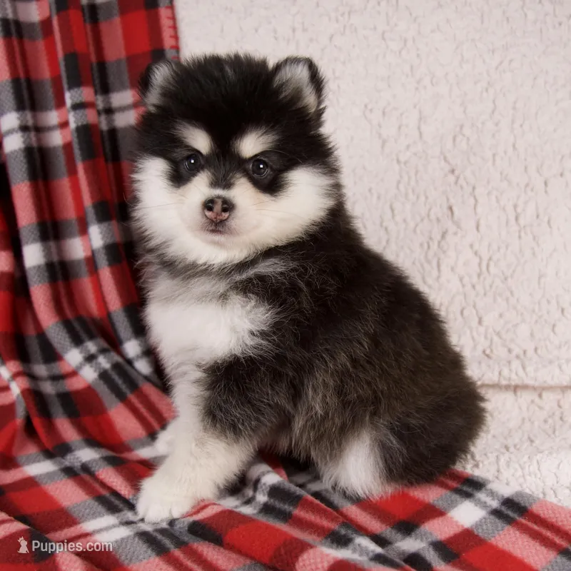 Jane – Pomsky puppy for sale in Fresno, OH