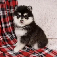 Jane, a female Pomsky for sale in Fresno, OH – Photo 1 of 6
