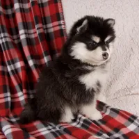 Jane, a female Pomsky for sale in Fresno, OH – Photo 2 of 6