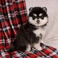 Jane, a female Pomsky for sale in Fresno, OH – Photo 3 of 6