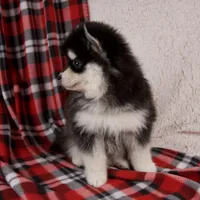 Jane, a female Pomsky for sale in Fresno, OH – Photo 6 of 6