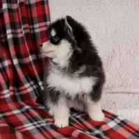 Jane, a female Pomsky for sale in Fresno, OH – Photo 5 of 6