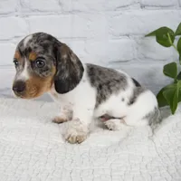 Hans, a male Miniature Dachshund for sale in Fresno, OH – 5 of 8