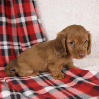 Elvis, a male Miniature Dachshund for sale in Fresno, OH – 2 of 8