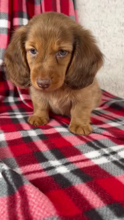 Evan, a male Miniature Dachshund for sale in Fresno, OH – 9 of 9