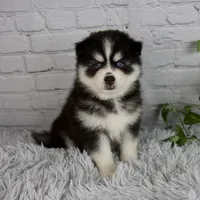 Tanner, a male Pomsky for sale in Fresno, OH – 2 of 5