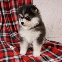 Jasper, a male Pomsky for sale in Fresno, OH – Photo 4 of 5