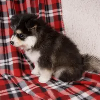 Jasper, a male Pomsky for sale in Fresno, OH – Photo 5 of 5