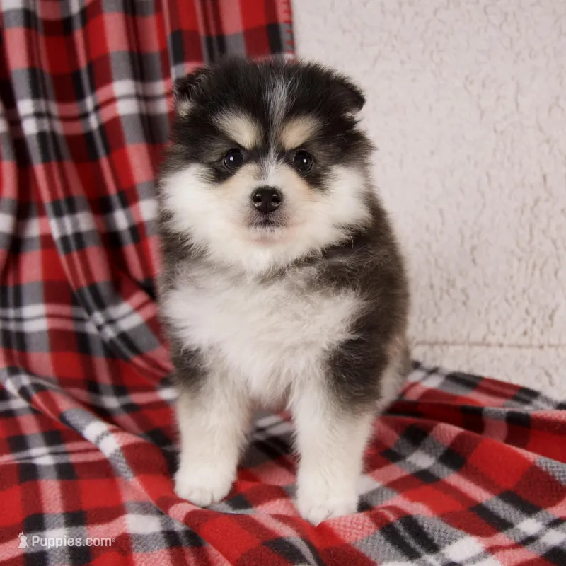Jasper – Pomsky puppy for sale in Fresno, OH