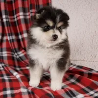 Jasper, a male Pomsky for sale in Fresno, OH – Photo 3 of 5