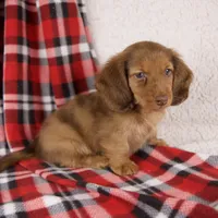 Evan, a male Miniature Dachshund for sale in Fresno, OH – 5 of 9