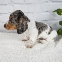 Hans, a male Miniature Dachshund for sale in Fresno, OH – 7 of 8