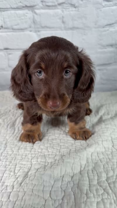 Forest, a male Miniature Dachshund for sale in Fresno, OH – 8 of 8