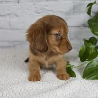 Brinley, a female Miniature Dachshund for sale in Fresno, OH – Photo 5 of 10