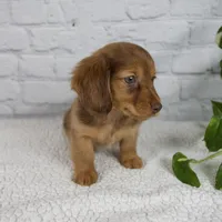 Brinley, a female Miniature Dachshund for sale in Fresno, OH – Photo 8 of 10