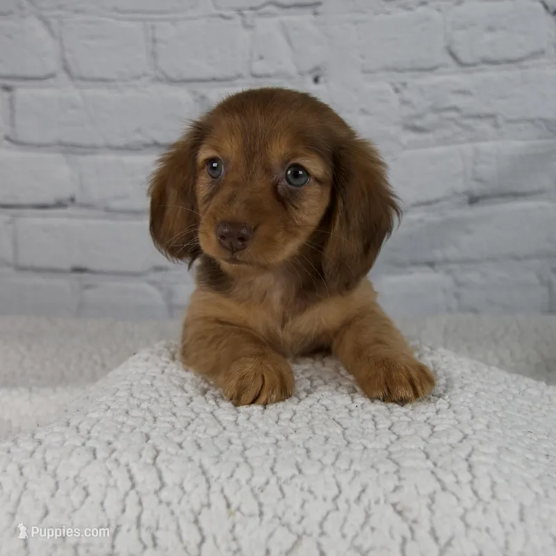 Brinley – Miniature Dachshund puppy for sale in Fresno, OH