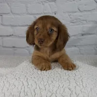 Brinley, a female Miniature Dachshund for sale in Fresno, OH – Photo 1 of 10