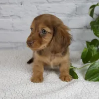Brinley, a female Miniature Dachshund for sale in Fresno, OH – Photo 9 of 10