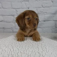 Brinley, a female Miniature Dachshund for sale in Fresno, OH – Photo 6 of 10