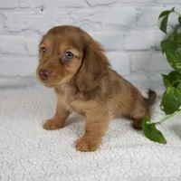 Brinley, a female Miniature Dachshund for sale in Fresno, OH – Photo 10 of 10