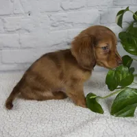 Brinley, a female Miniature Dachshund for sale in Fresno, OH – Photo 3 of 10