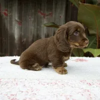 Austin, a male Miniature Dachshund for sale in Fresno, OH – 4 of 6