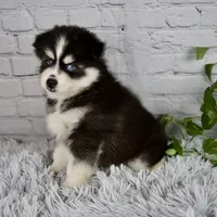 Tanner, a male Pomsky for sale in Fresno, OH – 5 of 5
