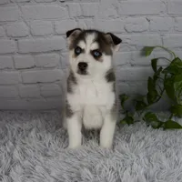 Trevor, a male Pomsky for sale in Fresno, OH – 5 of 5