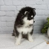 Skyler, a male Pomsky for sale in Fresno, OH – Photo 4 of 5